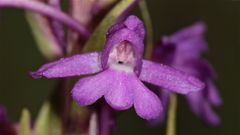 Die erste offene Blüte der Mückenhändelwurz (Gymnadenia conopsea)