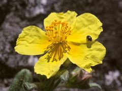 Die erste offene Blüte des Gemeinen oder Gelben Sonnenröschens ...