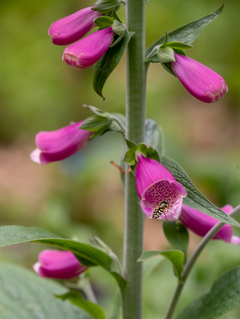 Die erste offene Blüte