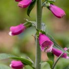 Die erste offene Blüte