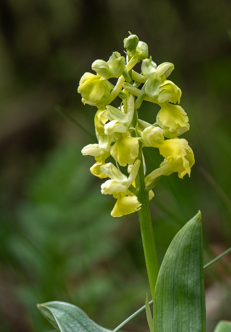 Die erste Orchidee 2020