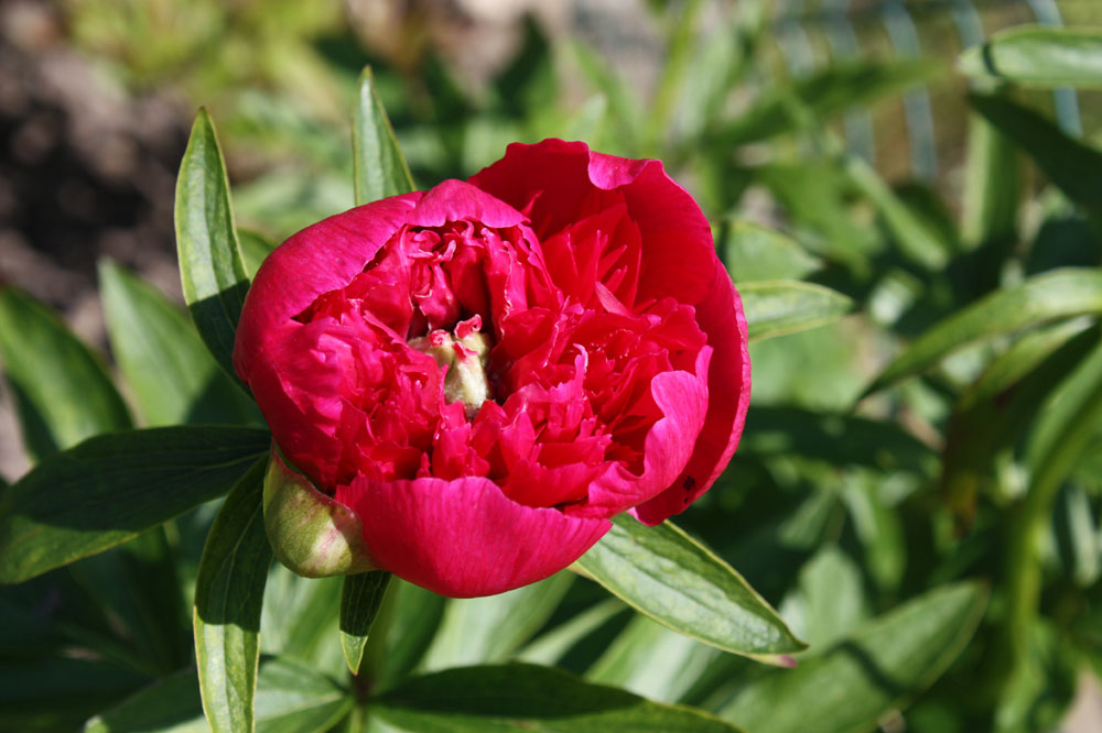 die erste Pfingst-Rose ist aufgeplatzt