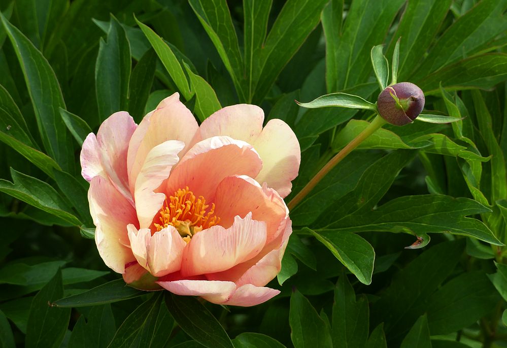 Die erste Pfingstrose im Garten