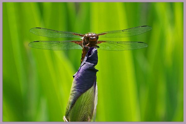Die erste Plattbauchlibelle....