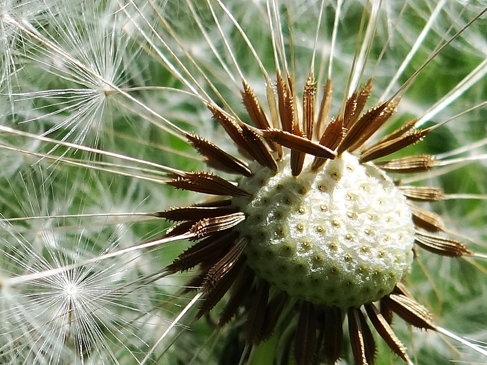 Die erste Pusteblume