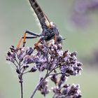 Die erste Raubfliege