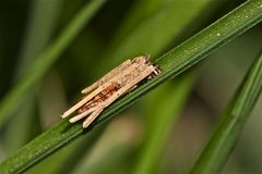 Die erste Raupe im Garten - auch wenn es die eines Kleinschmetterlings ist . . .