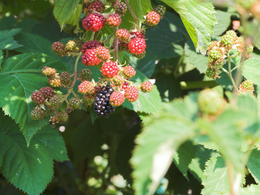 Die erste reife Brombeere