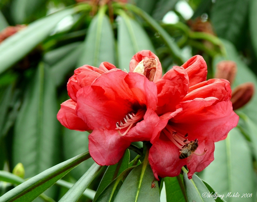 Die erste Rhododendronblüte