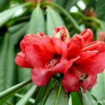 Die erste Rhododendronblüte