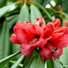 Die erste Rhododendronblüte