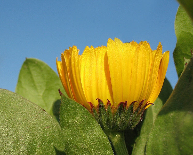 Die erste Ringelblume