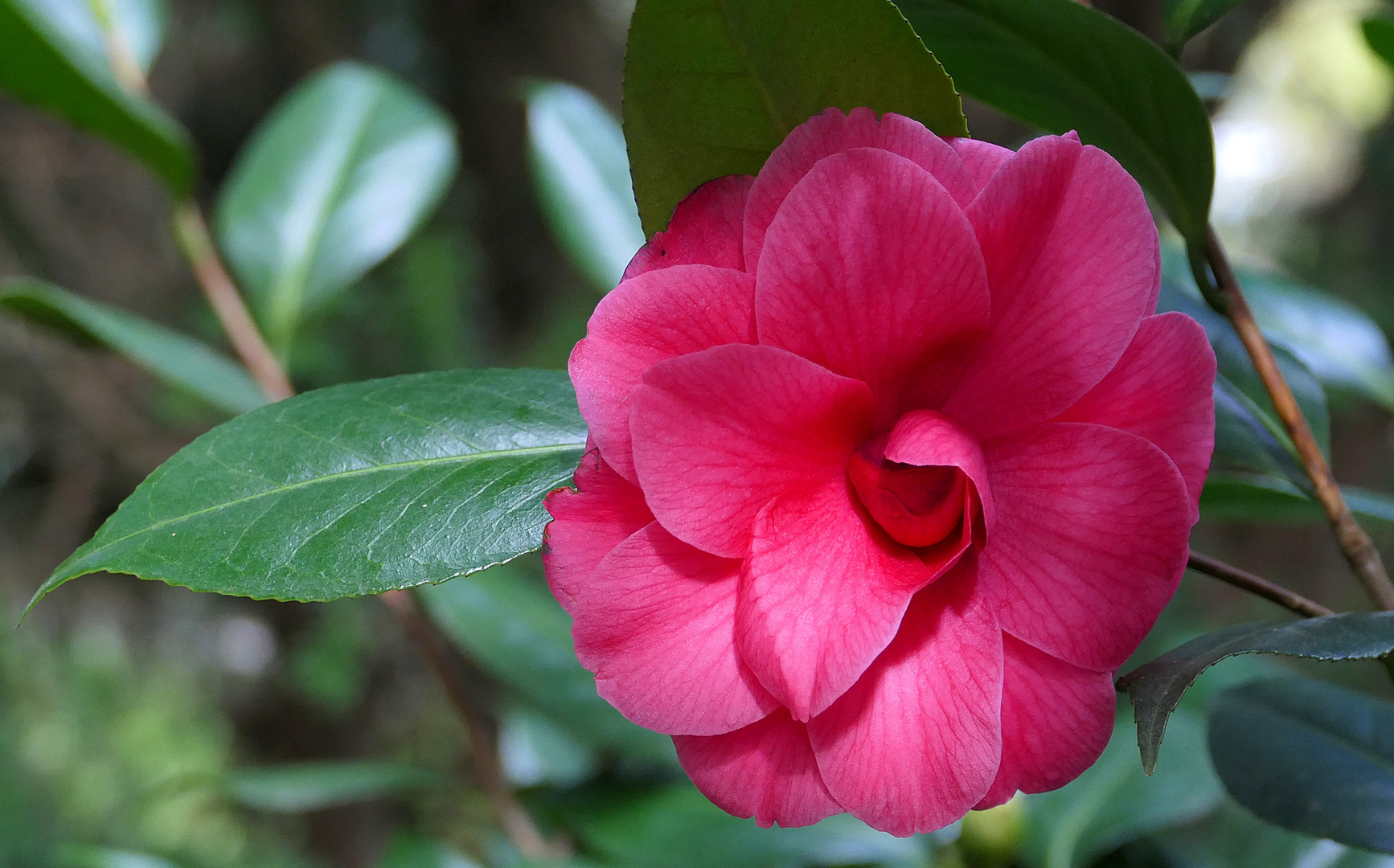 Die erste rosa Kamelienblüte . . .