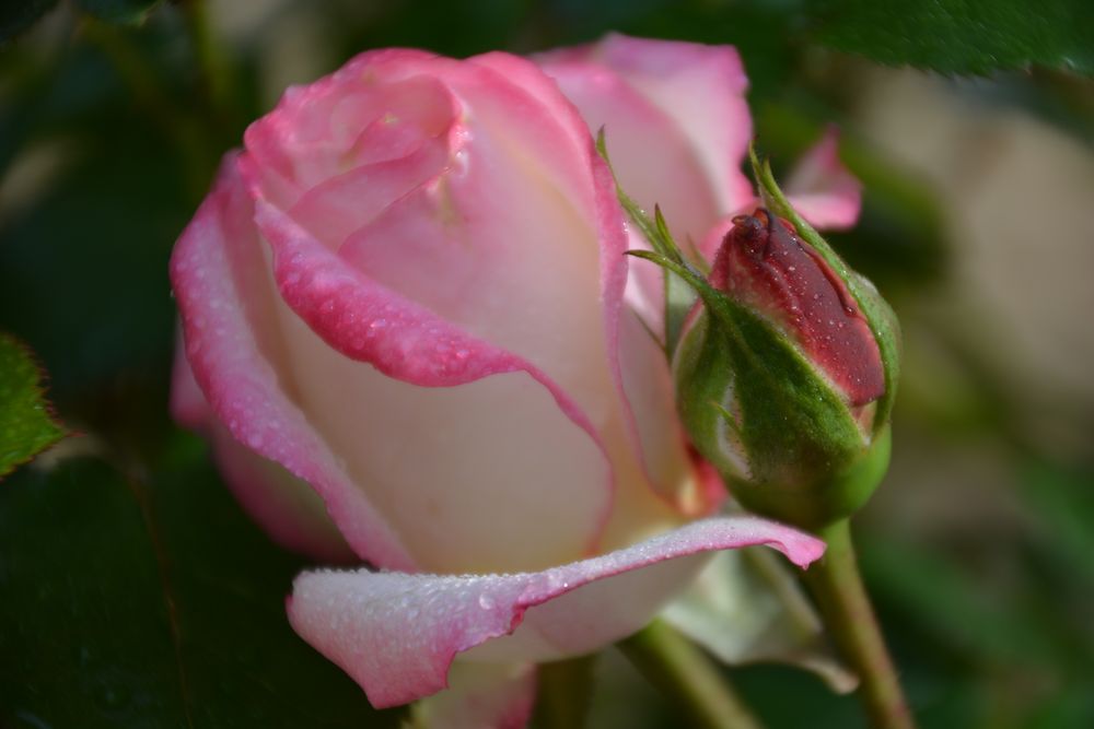 die erste Rose