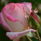 die erste Rose