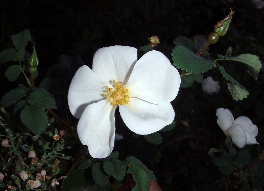 Die erste Rose 2007