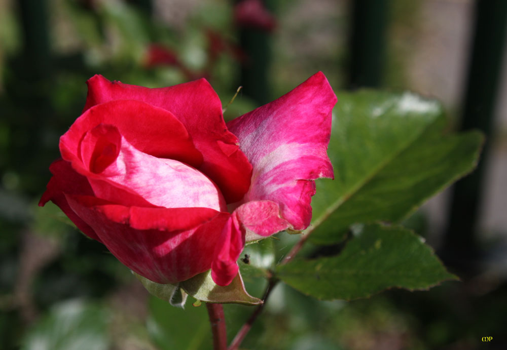 Die erste Rose 2013 aus meinem Garten