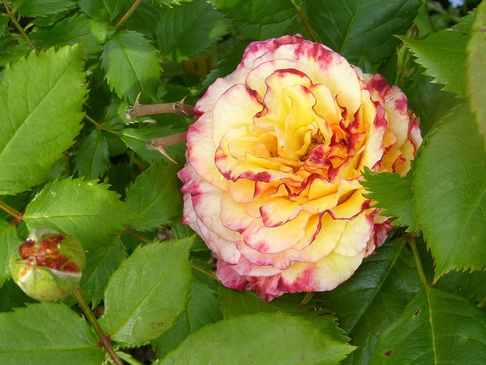 DIE ERSTE ROSE   2019