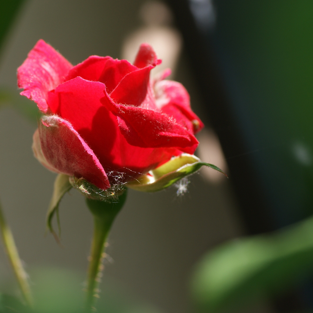 Die erste Rose