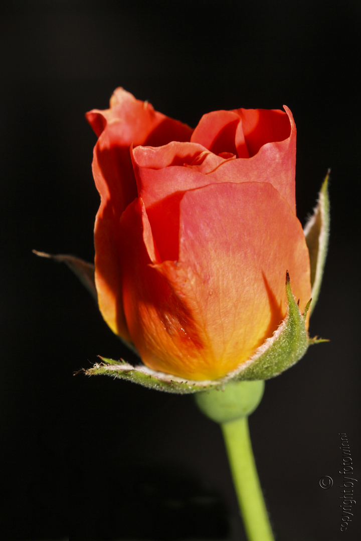 Die erste Rose...
