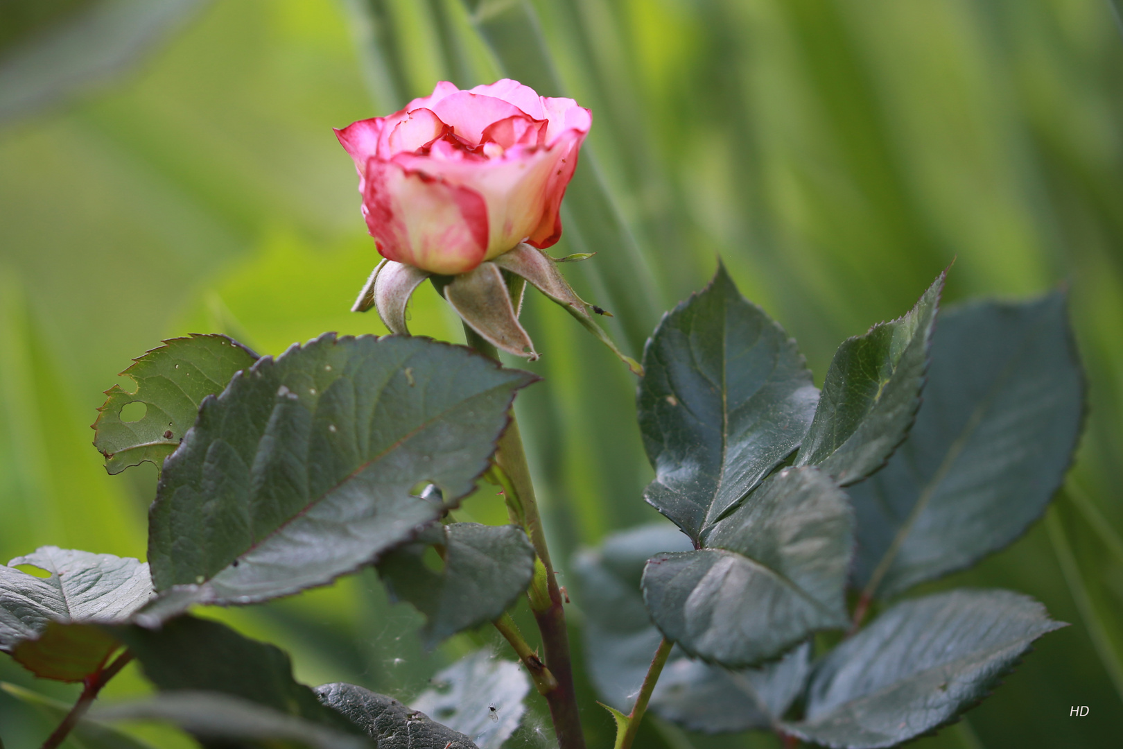 Die erste Rose