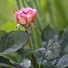 Die erste Rose