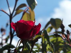 Die erste Rose blüht