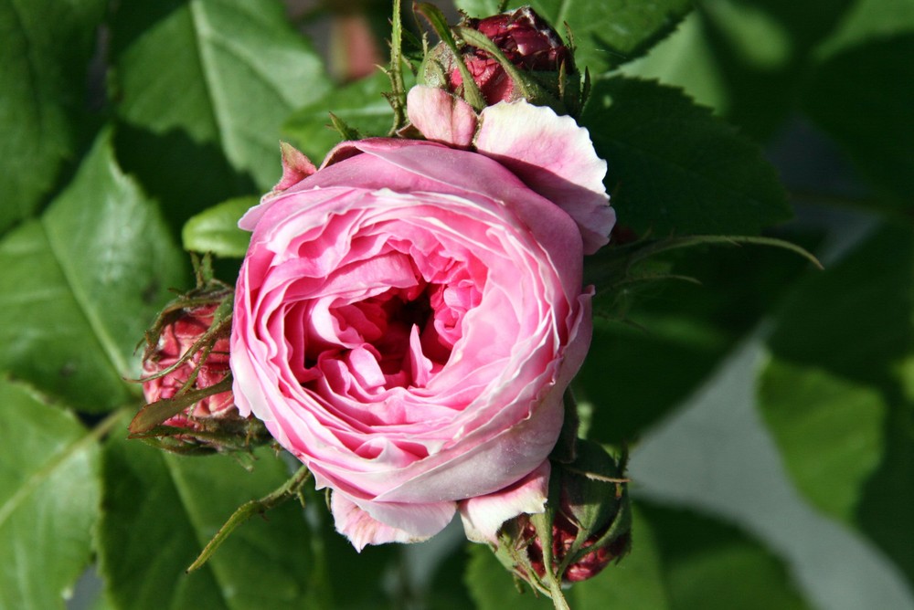 Die erste Rose der BUGA