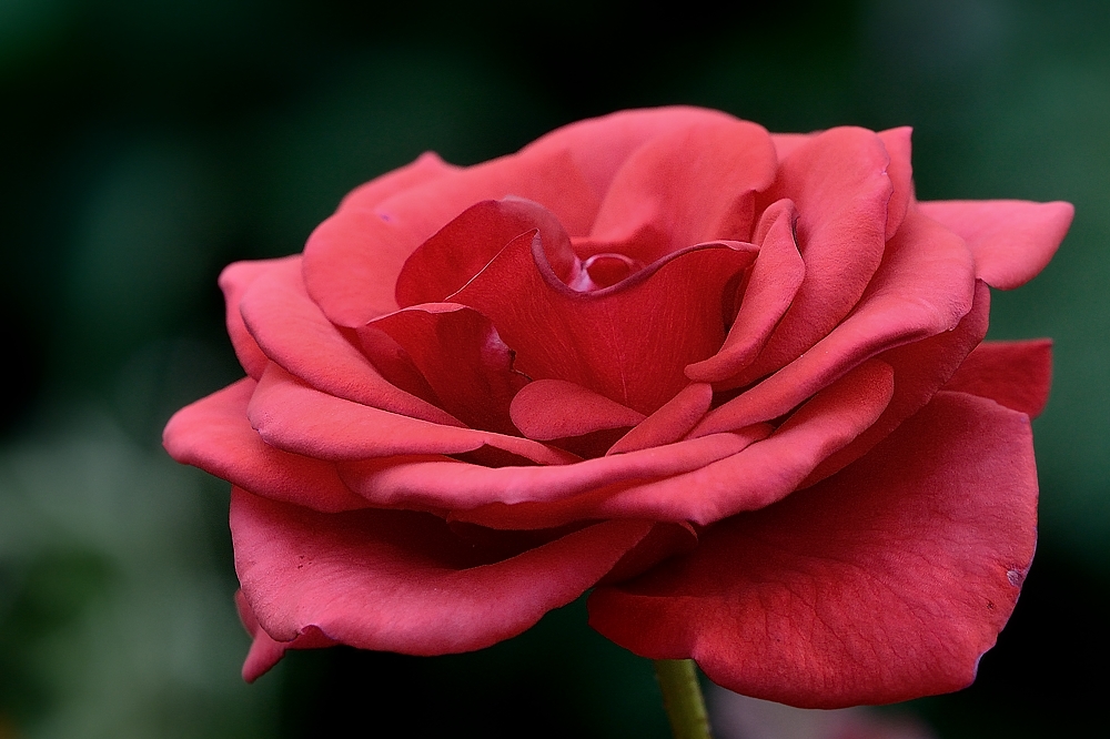 Die erste Rose...