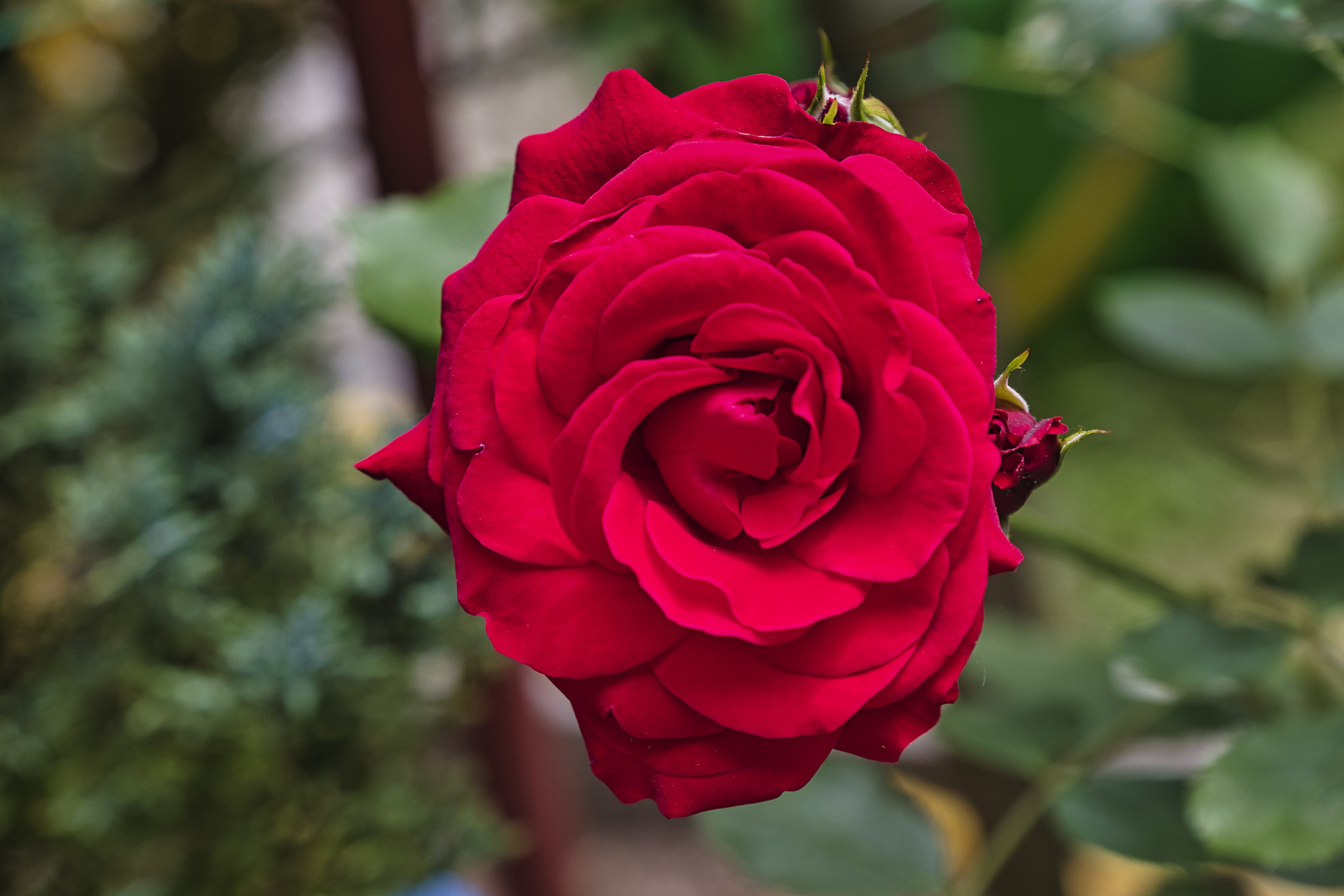 Die erste Rose im Garten