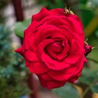 Die erste Rose im Garten