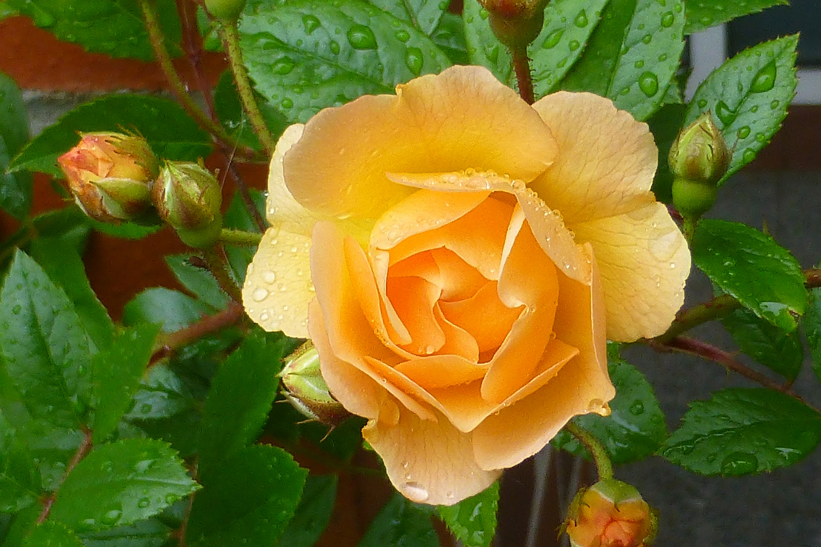 Die erste Rose in diesem Jahr...