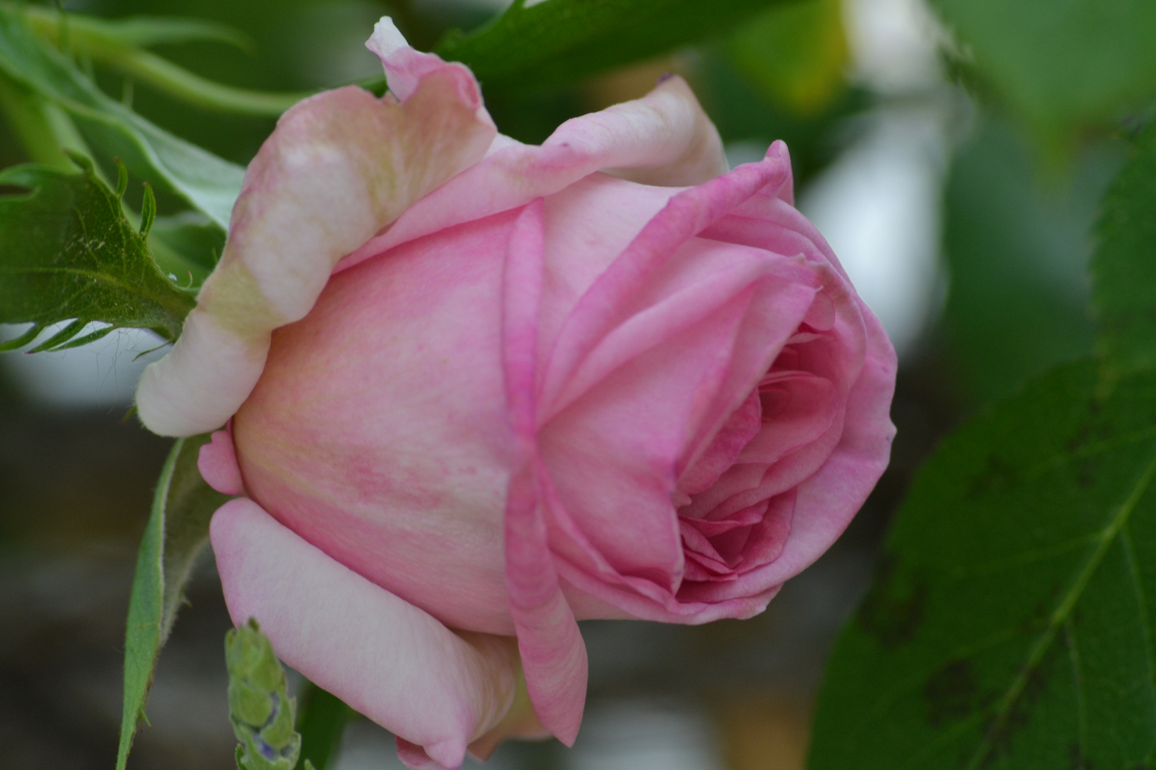 Die erste Rose in diesem Jahr auf dem Balkon