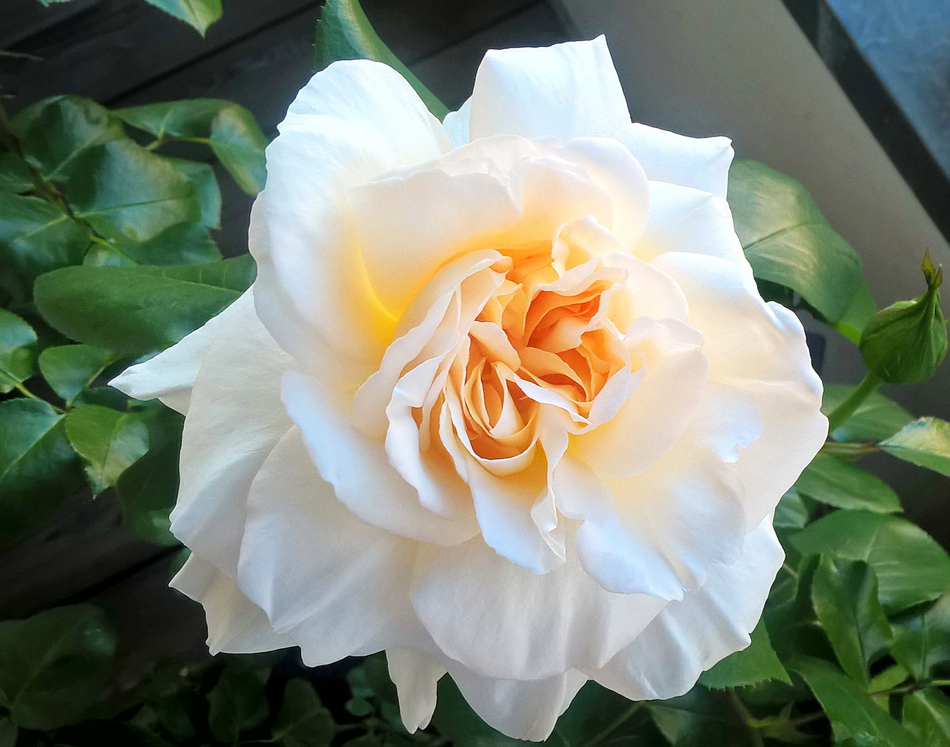 die erste Rose in diesem Jahr auf meinem Balkon