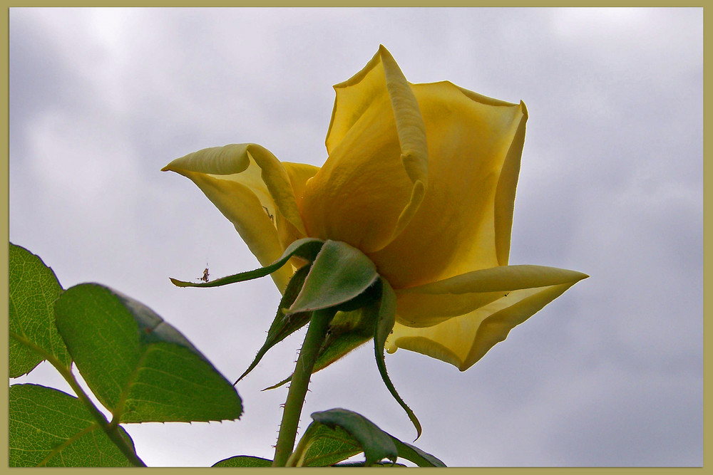 Die erste Rose mit Blick zum Himmel....