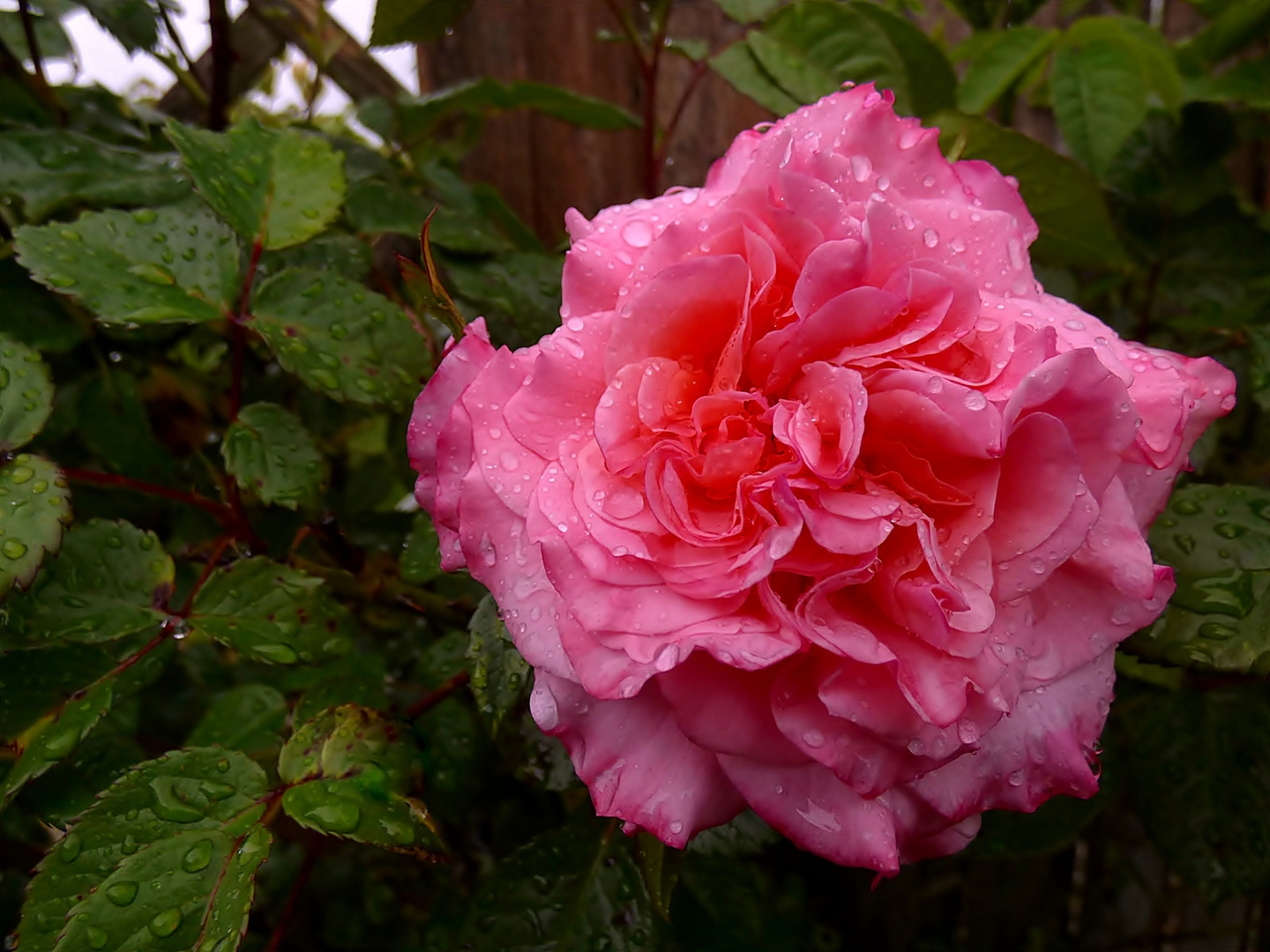 Die erste Rosenblüte.