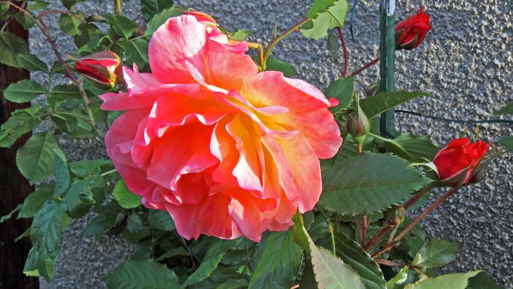 Die erste Rosenblüte im Garten geöffnet