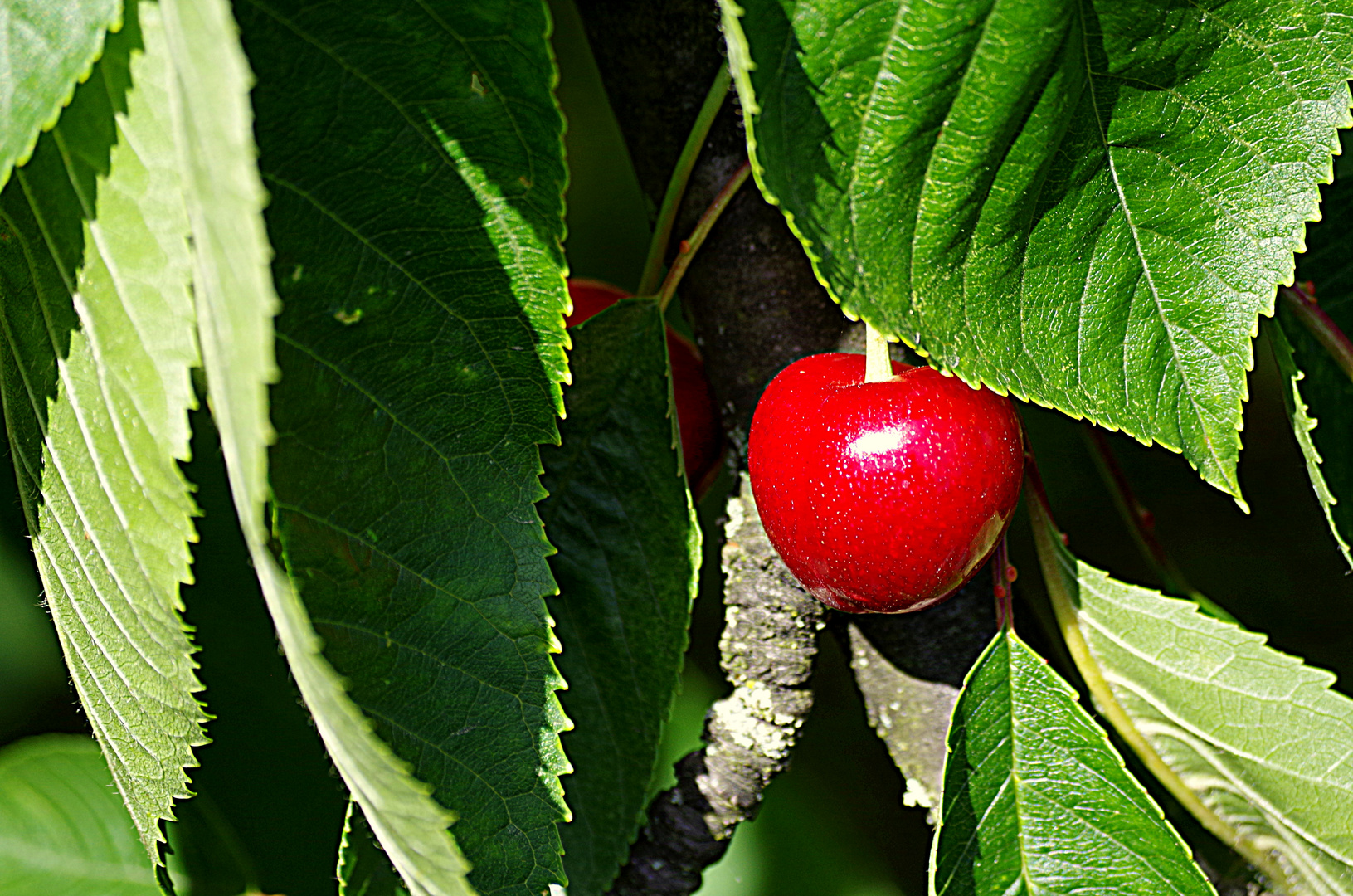 Die erste rote Kirsche