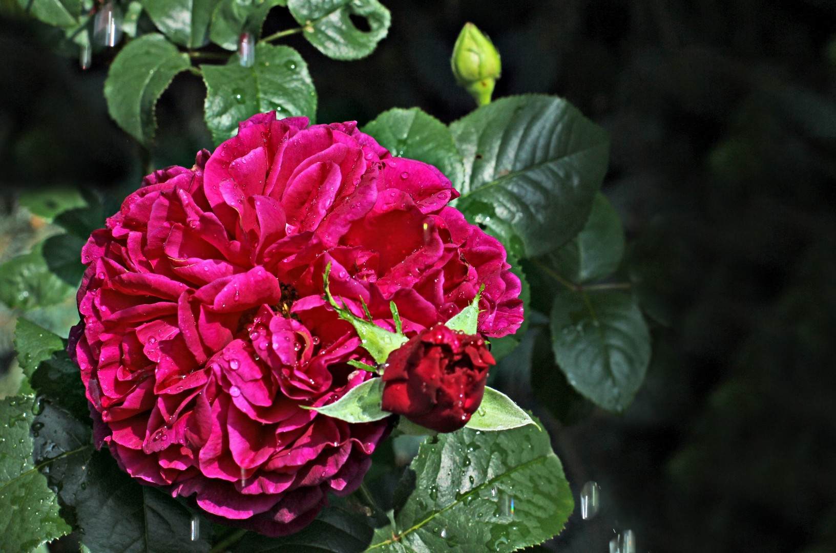 ...die erste rote Rose im Garten