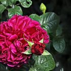 ...die erste rote Rose im Garten