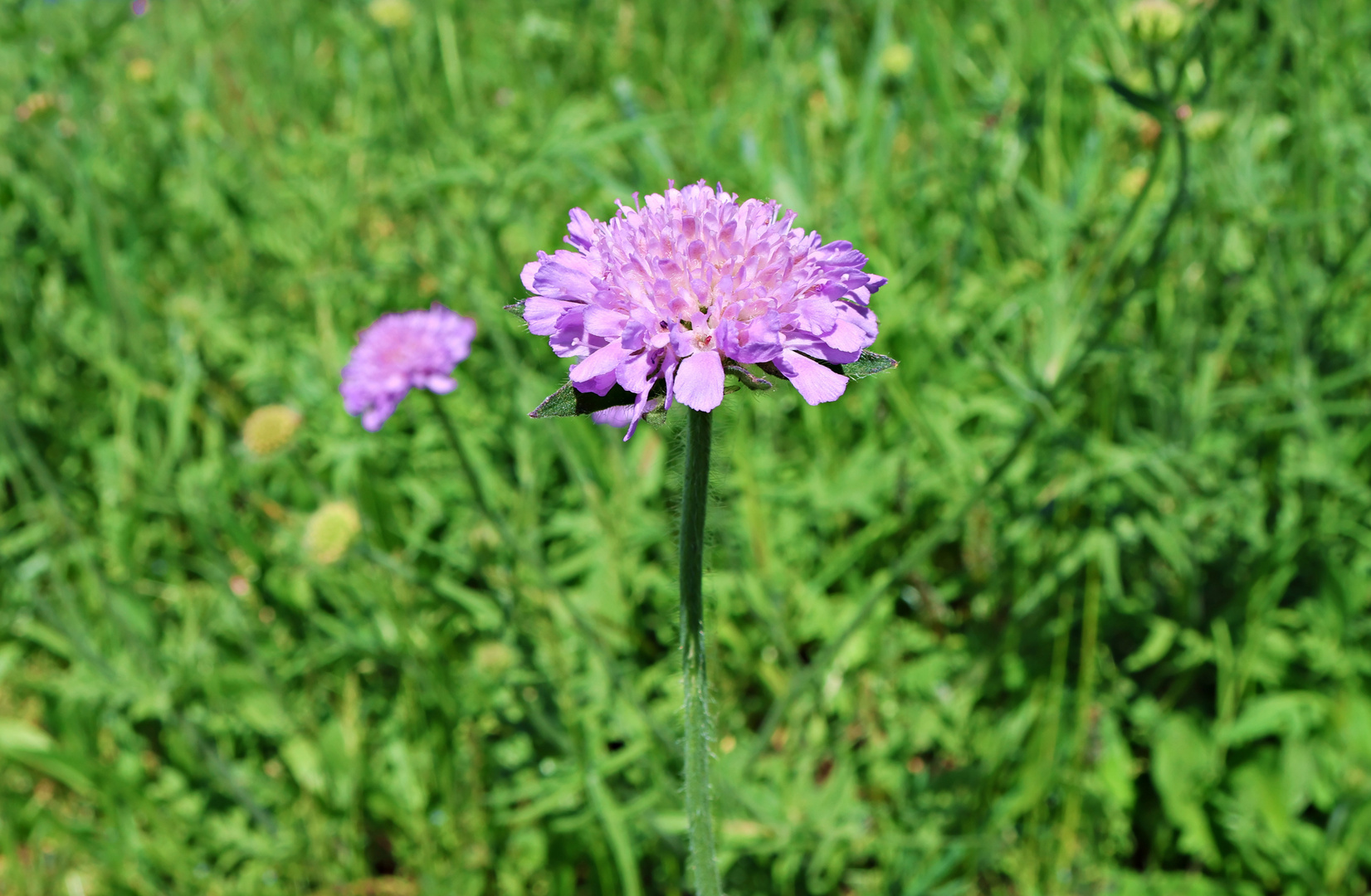 die erste Scabiosa