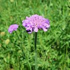 die erste Scabiosa