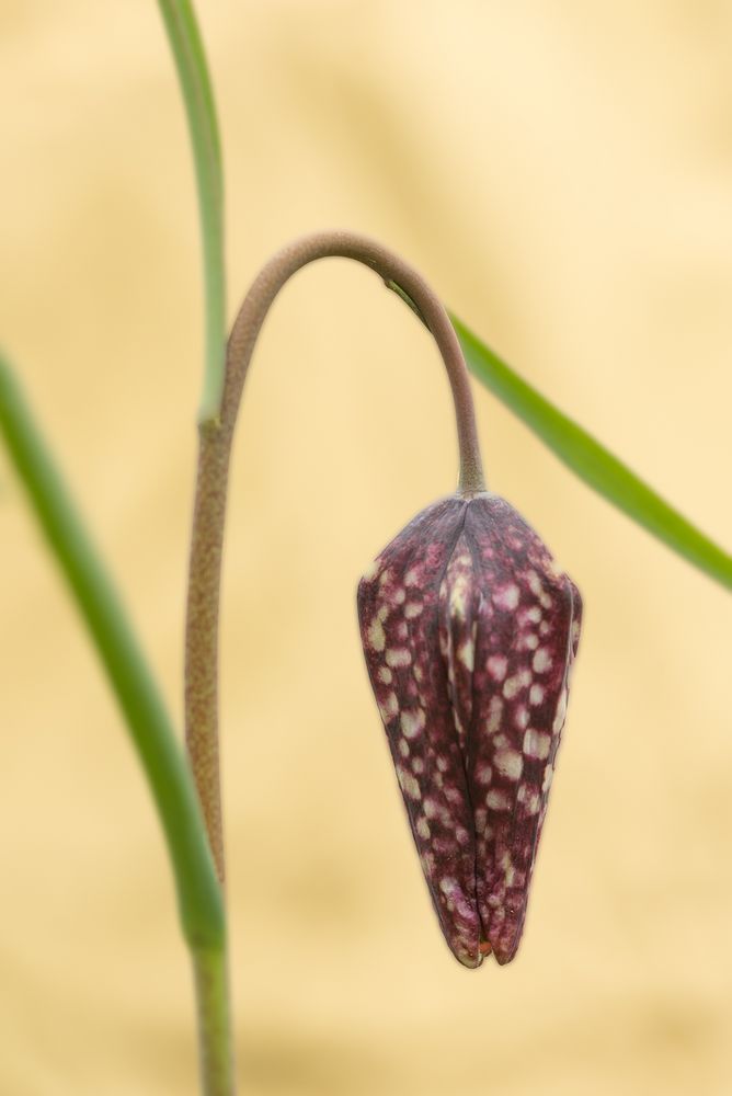 Die erste Schachblume 2016