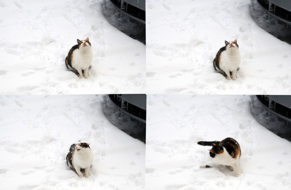 Die erste Schneeballschlacht mit unserer Schneekatze