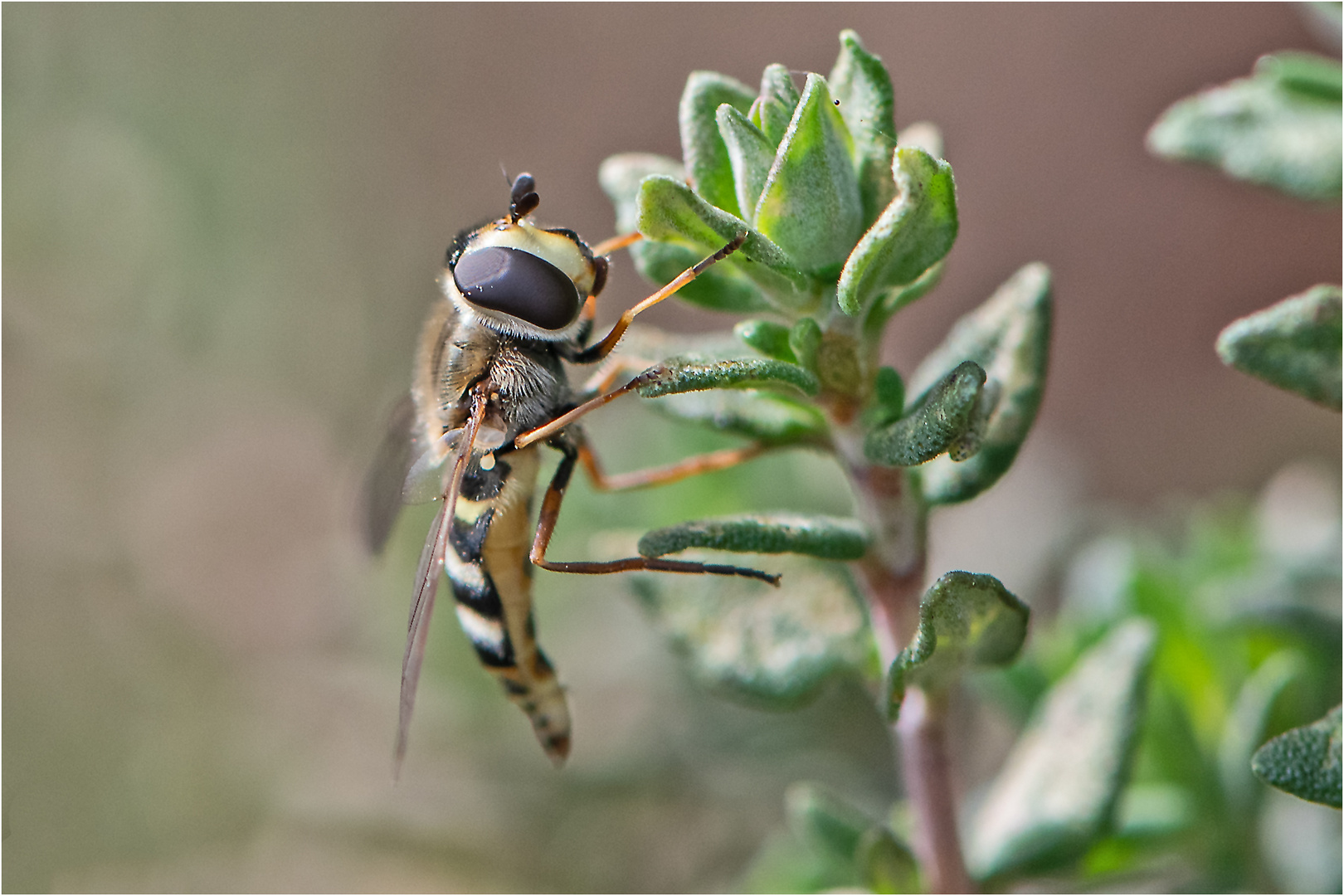 Die erste Schwebfliege 2024 . . .