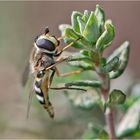 Die erste Schwebfliege 2024 . . .