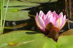 Die erste Seerose