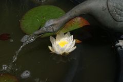 Die erste Seerose im Garten 1