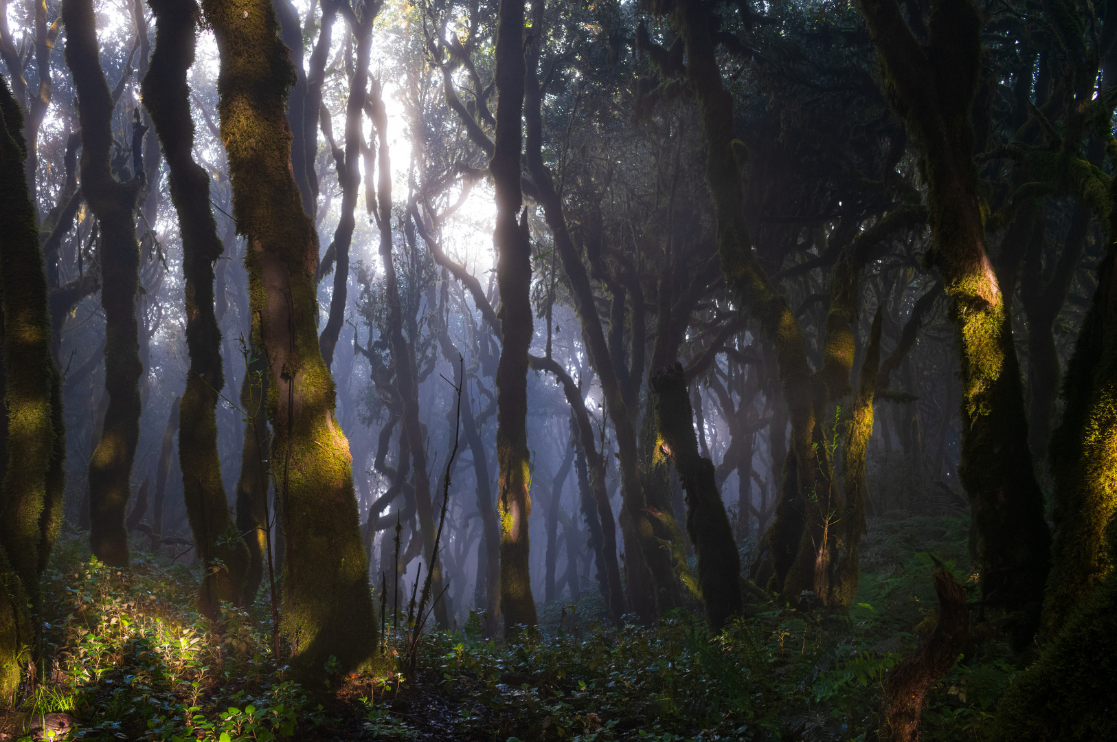 Die erste Sonne nach tagelangem Regen im Nebelwald Garajonay