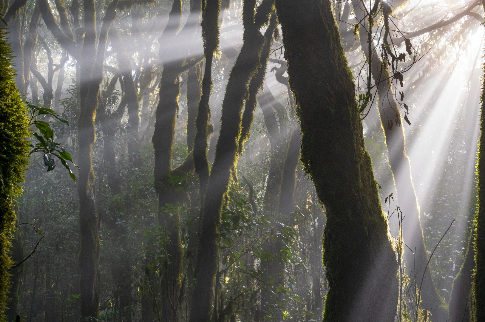 Die erste Sonne nach tagelangem Regen im Nebelwald Garajonay